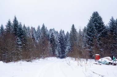 Kış Mavi Orman ve Karlı Manzara Sakin Bir Kış Atmosferi Doğada Yakalandı. Karlı bir patikanın manzarası sık mavi ladin ormanlarına çıkar.