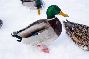 Kışın erkek ördek. Denize yakın vakit geçirmek. Soğuk ve soğuk hava. Karda ördek. Doğa yakınlarda..