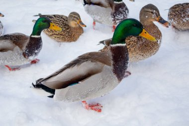 Kışın erkek ördek. Denize yakın vakit geçirmek. Soğuk ve soğuk hava. Karda ördek. Doğa yakınlarda..