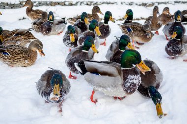 Ördekler kışın gölün yanında tahıl yerler. Karlı havada kuşları besliyor. Erkek ördekler karda yemek için savaşıyor.