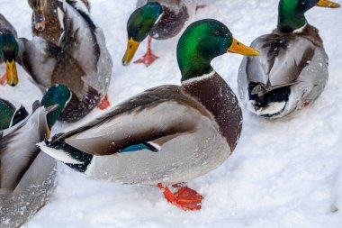 Kışın erkek ördek. Denize yakın vakit geçirmek. Soğuk ve soğuk hava. Karda ördek. Doğa yakınlarda..