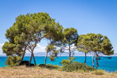 Çam ağaçları denizin yanında