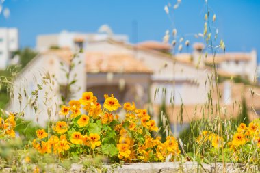 Bulanık özel evlerin zemin üzerine güzel çiçekler