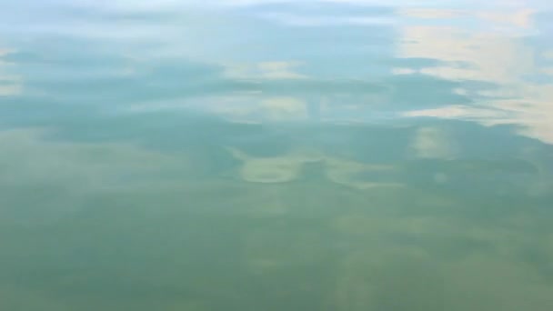 Fishes swimming in the sea water — Stock Video