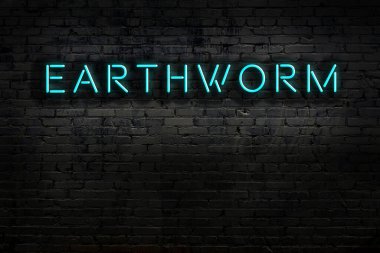 Geceleri duvarda neon levhası var. Yazıt solucanı.