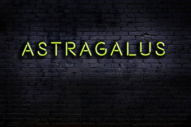 Geceleri duvarda neon levhası var. Yazıt astragalus