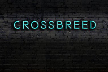 Geceleri duvarda neon levhası var. Yazıt melezi.