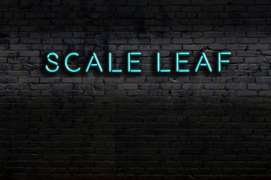 Duvarda yazı tipi yaprak olan neon tabela. Gece görünümü