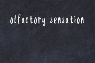 Üzerinde el yazısıyla yazılmış koku alma duyusu olan üniversite yazı tahtası.