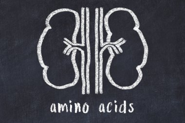 Chalk drawing of human kidneys and medical term amino acids. Concept of learning medicine. clipart
