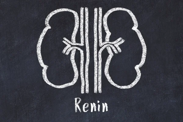 Chalk Drawing Human Kidneys Medical Term Renin Concept Learning Medicine — Stock Photo, Image