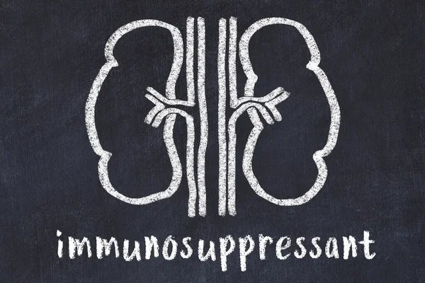 Rysunek Kredowy Ludzkich Nerek Medyczny Termin Immunosupresant Koncepcja Medycyny Edukacyjnej — Zdjęcie stockowe