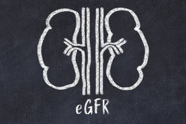 Chalk drawing of human kidneys and medical term eGFR. Concept of learning medicine. clipart