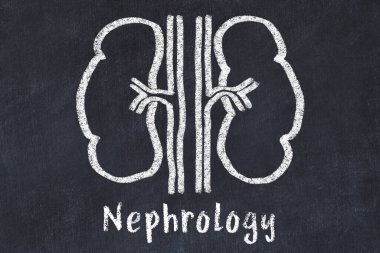 İnsan böbreklerinin tebeşir çizimi ve Neffoloji tıbbi terimi. Tıp öğrenme kavramı.
