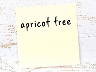 Kayısı ağacını hatırlatma kavramı. Tahta duvarda üzerinde yazı olan sarı yapışkan kağıt.