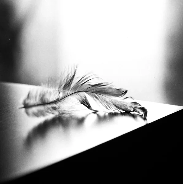 Black and white feather — Stock Photo, Image