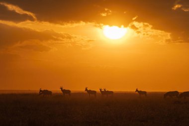 Vahşi yaşam safarisi sırasında Masai Mara Ulusal Koruma Alanında gündoğumunun güzel bir görüntüsü.