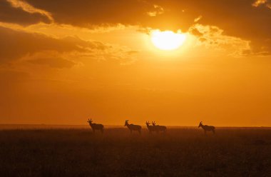 Vahşi yaşam safarisi sırasında Masai Mara Ulusal Koruma Alanında gündoğumunun güzel bir görüntüsü.