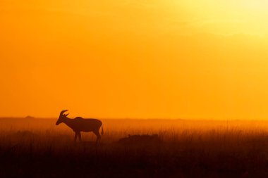 Vahşi yaşam safarisi sırasında Masai Mara Ulusal Koruma Alanında gündoğumunun güzel bir görüntüsü.