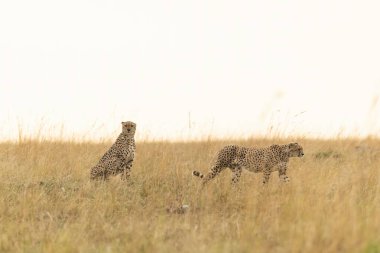 Bir vahşi yaşam safarisi sırasında Masai Mara Ulusal Rezervi 'nin açık ovalarında yürüyen Tano Bora' lı bir çita kardeş.