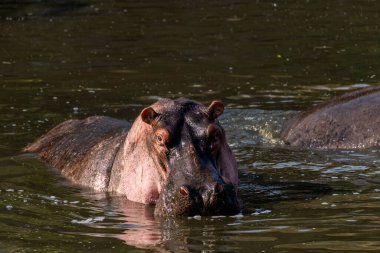 Bir su aygırı, vahşi yaşam safarisi sırasında Masai Mara ulusal rezervinin içindeki nehir deresinde yüzüyor ve dinleniyor.