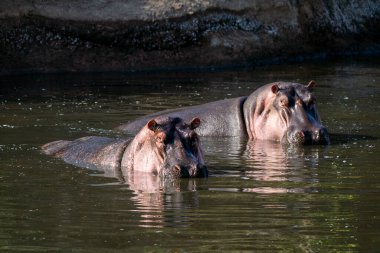 Bir su aygırı, vahşi yaşam safarisi sırasında Masai Mara ulusal rezervinin içindeki nehir deresinde yüzüyor ve dinleniyor.