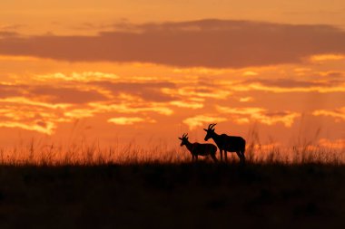 Vahşi yaşam safarisi sırasında Masai Mara Ulusal Koruma Alanında gündoğumunun güzel bir görüntüsü.