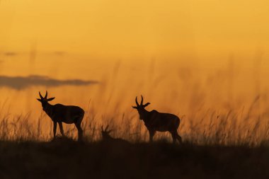 Vahşi yaşam safarisi sırasında Masai Mara Ulusal Koruma Alanında gündoğumunun güzel bir görüntüsü.