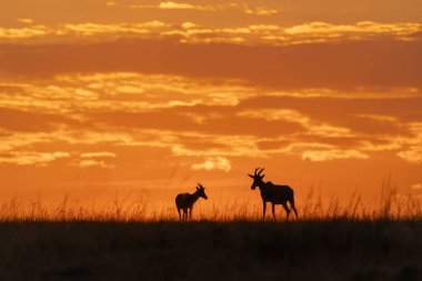 Vahşi yaşam safarisi sırasında Masai Mara Ulusal Koruma Alanında gündoğumunun güzel bir görüntüsü.