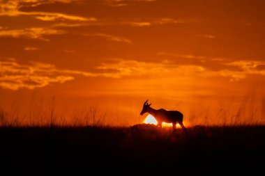 Vahşi yaşam safarisi sırasında Masai Mara Ulusal Koruma Alanında gündoğumunun güzel bir görüntüsü.
