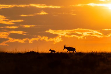 Vahşi yaşam safarisi sırasında Masai Mara Ulusal Koruma Alanında gündoğumunun güzel bir görüntüsü.