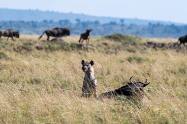 Yalnız bir sırtlan antilopları öldürüp onlarla beslenirken sürü Masai Mara Ulusal Rezervi 'ndeki Mara Nehri' nin arka planında vahşi yaşam safarisi sırasında koşuyor.