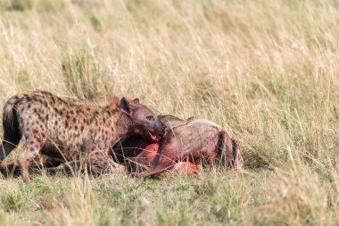 Yalnız bir sırtlan antilopları öldürüp onlarla beslenirken sürü Masai Mara Ulusal Rezervi 'ndeki Mara Nehri' nin arka planında vahşi yaşam safarisi sırasında koşuyor.