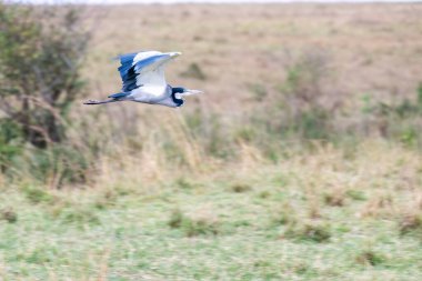 Vahşi yaşam safarisi sırasında Masai Mara Ulusal Rezervi düzlüklerinde dimdik duran siyah başlı bir balıkçıl.