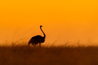 Ovalarda otlayan bir devekuşu, arka planda yükselen güneşle birlikte Masai Mara Ulusal Rezervi 'nde vahşi yaşam safarisi sırasında.