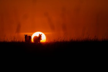 Vahşi yaşam safarisi sırasında Masai Mara ulusal rezervinde yükselen güneşe karşı siluetli bir zebra.