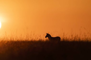 Vahşi yaşam safarisi sırasında Masai Mara ulusal rezervinde yükselen güneşe karşı siluetli bir zebra.