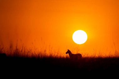Vahşi yaşam safarisi sırasında Masai Mara ulusal rezervinde yükselen güneşe karşı siluetli bir zebra.