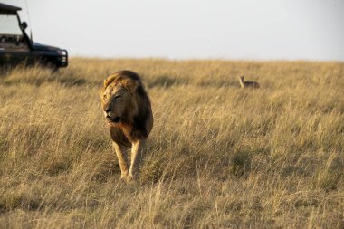 Topi gururundan güzel yeleli bir erkek aslan vahşi yaşam safarisi sırasında Masai Mara Ulusal Rezervi 'nin açık otlaklarında yürüyor.