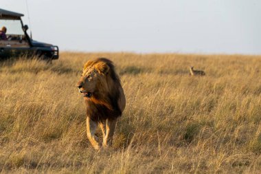 Topi gururundan güzel yeleli bir erkek aslan vahşi yaşam safarisi sırasında Masai Mara Ulusal Rezervi 'nin açık otlaklarında yürüyor.