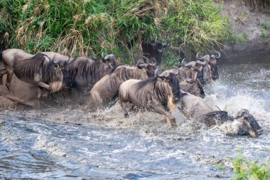 Mavi antilop sürüsü, bir vahşi yaşam safarisi sırasında Masai Mara Ulusal Koruma Alanındaki nehirde bekleyen timsahlar arasında kargaşaya yol açıyor.
