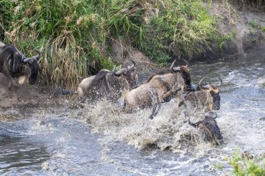 Mavi antilop sürüsü, bir vahşi yaşam safarisi sırasında Masai Mara Ulusal Koruma Alanındaki nehirde bekleyen timsahlar arasında kargaşaya yol açıyor.