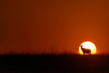 Vahşi yaşam safarisi sırasında Masai Mara Ulusal Koruma Alanında gündoğumunun güzel bir görüntüsü.