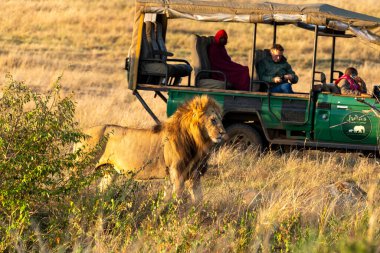 Topi gururundan güzel yeleli bir erkek aslan vahşi yaşam safarisi sırasında Masai Mara Ulusal Rezervi 'nin açık otlaklarında yürüyor.