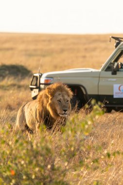 Topi gururundan güzel yeleli bir erkek aslan vahşi yaşam safarisi sırasında Masai Mara Ulusal Rezervi 'nin açık otlaklarında yürüyor.
