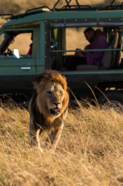 Topi gururundan güzel yeleli bir erkek aslan vahşi yaşam safarisi sırasında Masai Mara Ulusal Rezervi 'nin açık otlaklarında yürüyor.