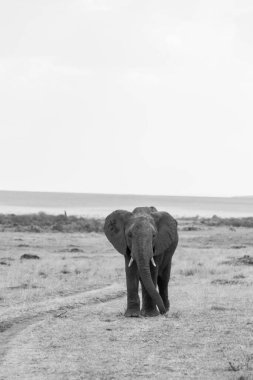 Vahşi yaşam safarisi sırasında Masai Mara 'da uzun otların üzerinde otlayan bir fil ailesi.
