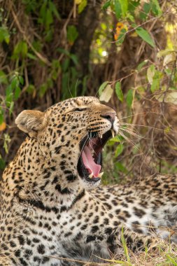 Vahşi yaşam safarisi sırasında Masai Mara Ulusal Rezervi 'nin içindeki bir çalılığın gölgesinde dinlenen bir erkek leopar.