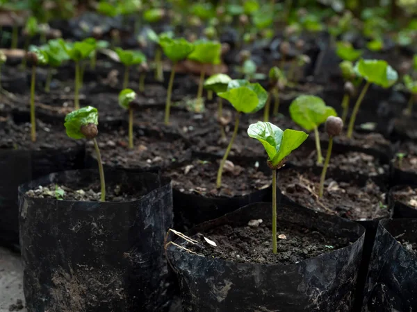 Tohum tepsisinde yeni filizlenmiş kahve çekirdekleri. Ağaç Yetiştirme kavramı. Yeşil, güzel, doğal bir geçmişi olan kahve çekirdeği filizleri..
