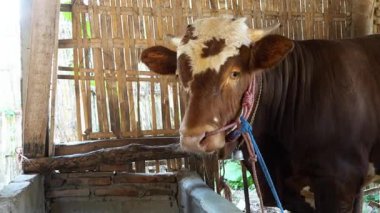 Kahverengi ineğin ağzının sulandığı yakın çekim. Kırsal bir ağılda burnuna ip dolamış kahverengi bir inek. 4K görüntü ineği. 